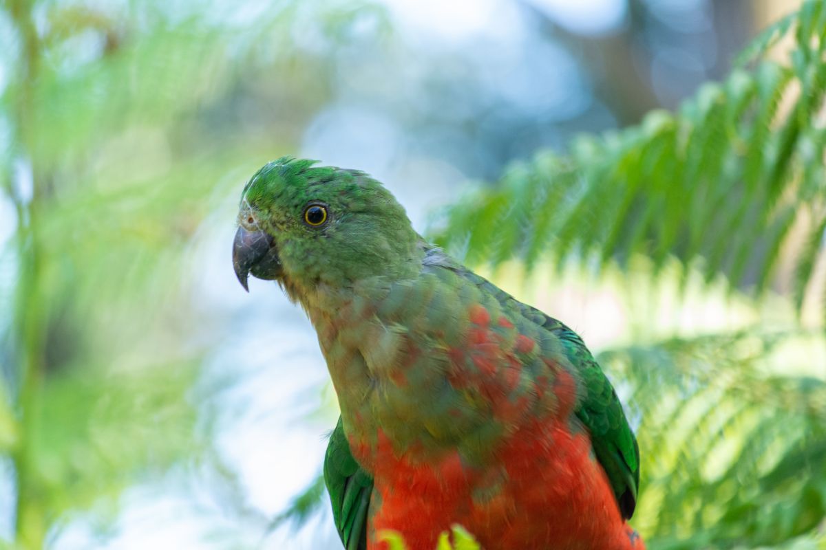 a photo of a king parrot that has motion blur
