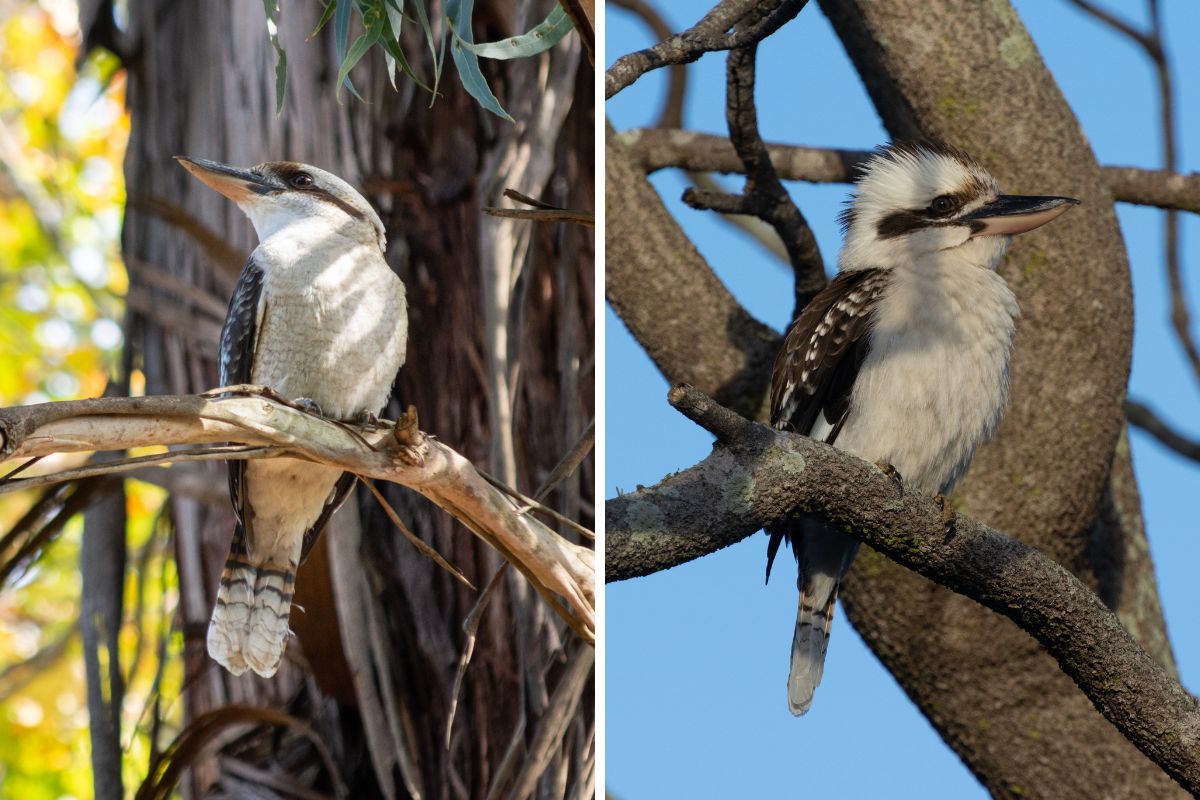 two images of Laughing Kookaburras. The image on the left is slightly more blurry than the photo on the right