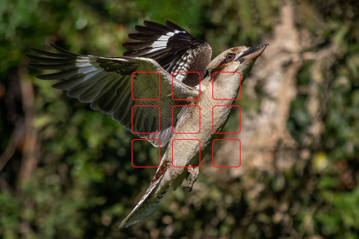 a Laughing Kookaburra flying with 9 rounded squares overlayed to indicate camera focus points