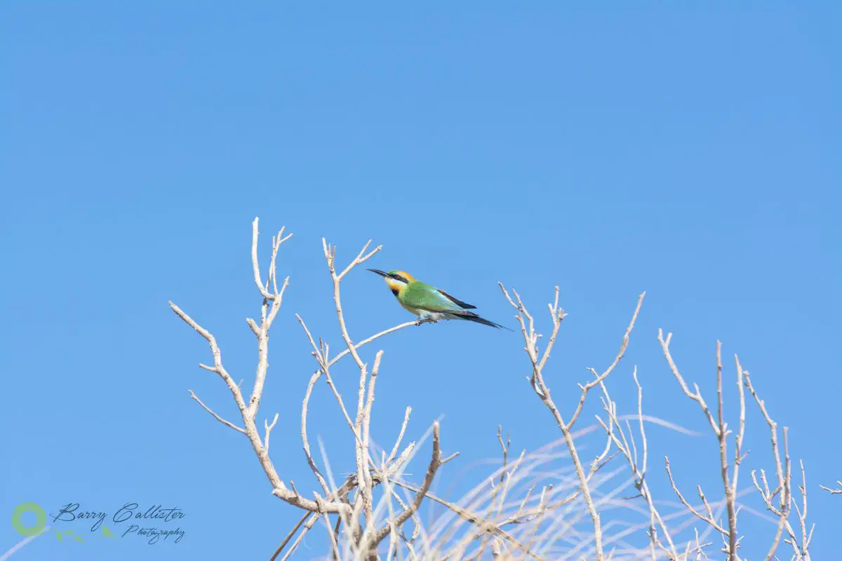 a Rainbow Bee-eater perched in a leafless tree against blue sky