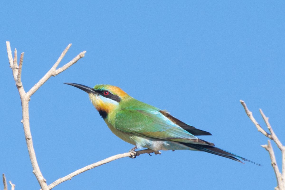 the previous image of a Rainbow Bee-eater cropped to show how cropping can increase blur