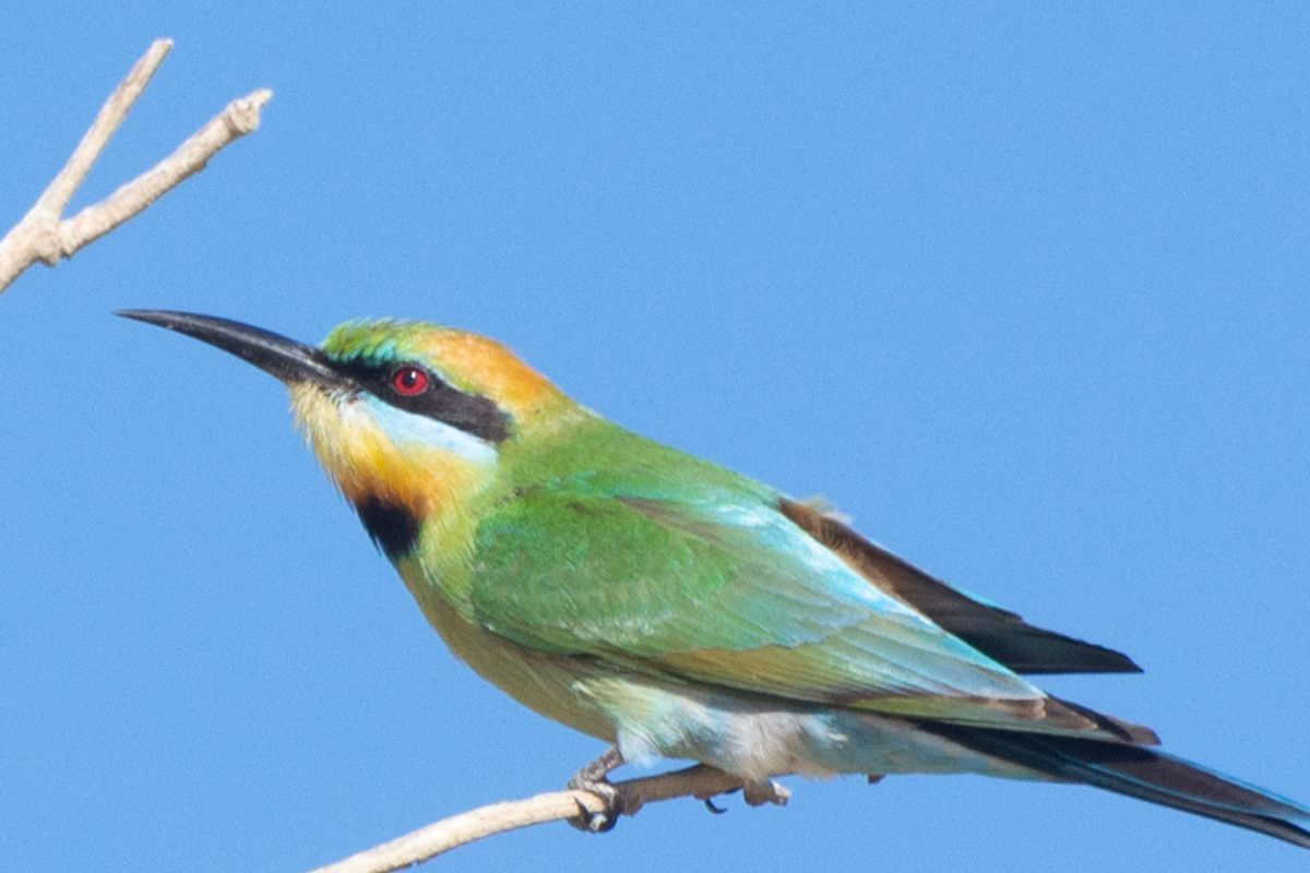 the previous image of a Rainbow Bee-eater cropped even closer to show how cropping can increase blur