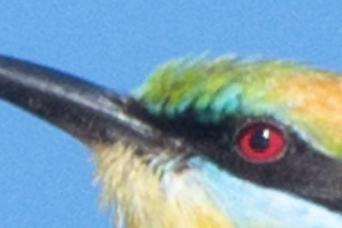 the previous image of a Rainbow Bee-eater cropped extremely close to show how cropping makes a photo blurry