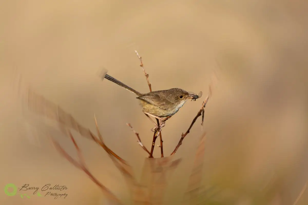 a female Red-backed Fairywren perched on a branch with an insect in its beak. The outer edges of the image are blurred