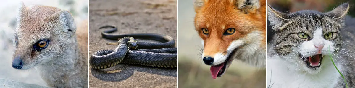 a mongoose, a snake, a fox, and a cat
