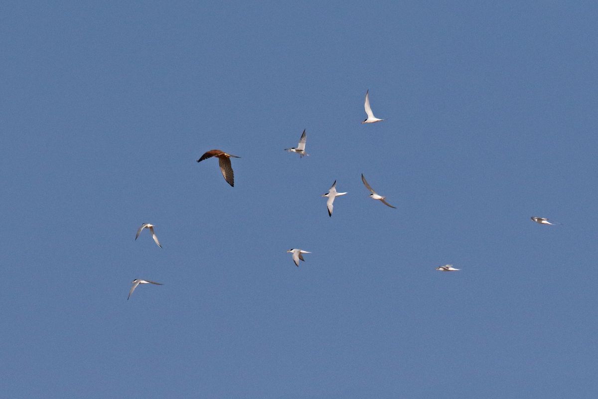 a Kestral being mobbed by little terns while flying
