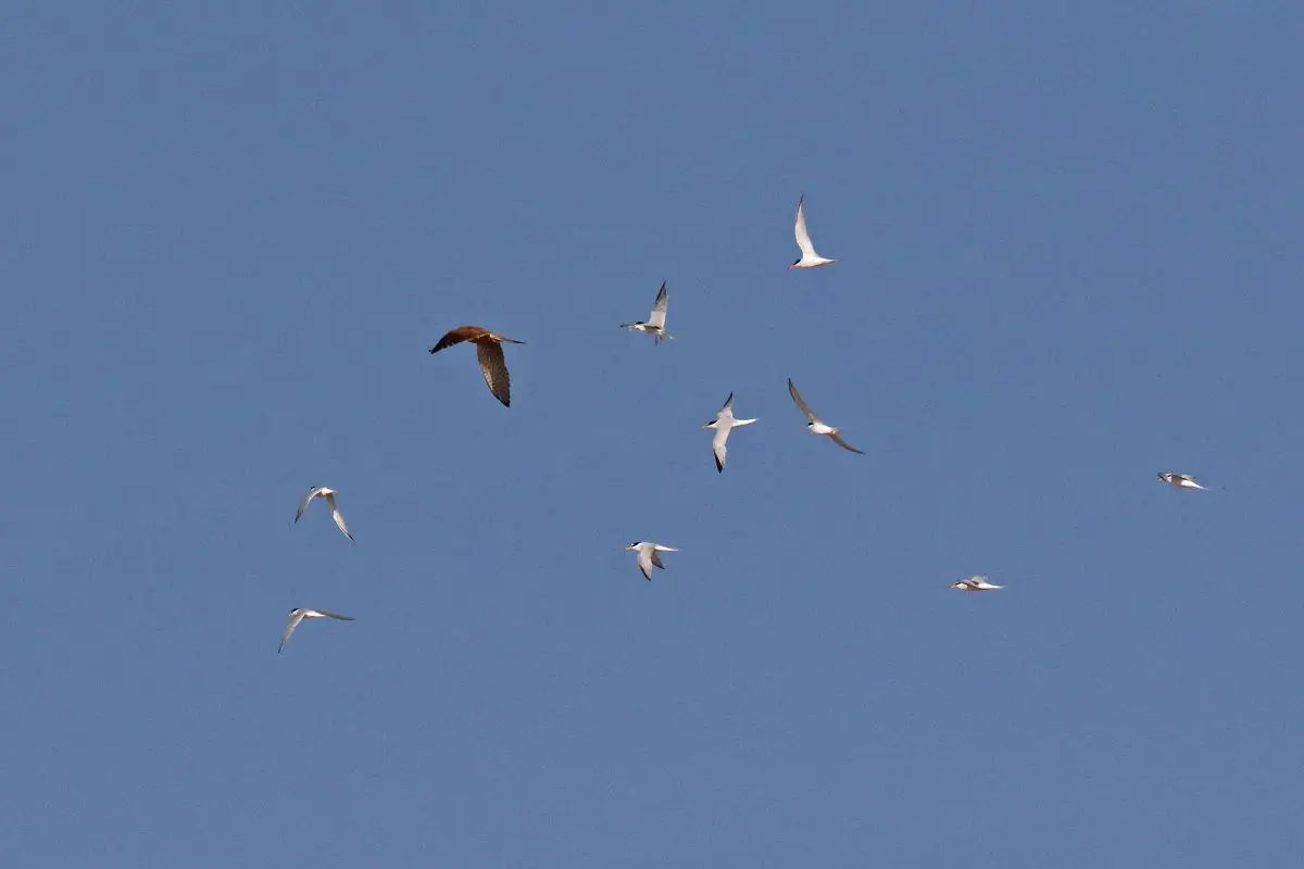 a Kestral being mobbed by little terns while flying
