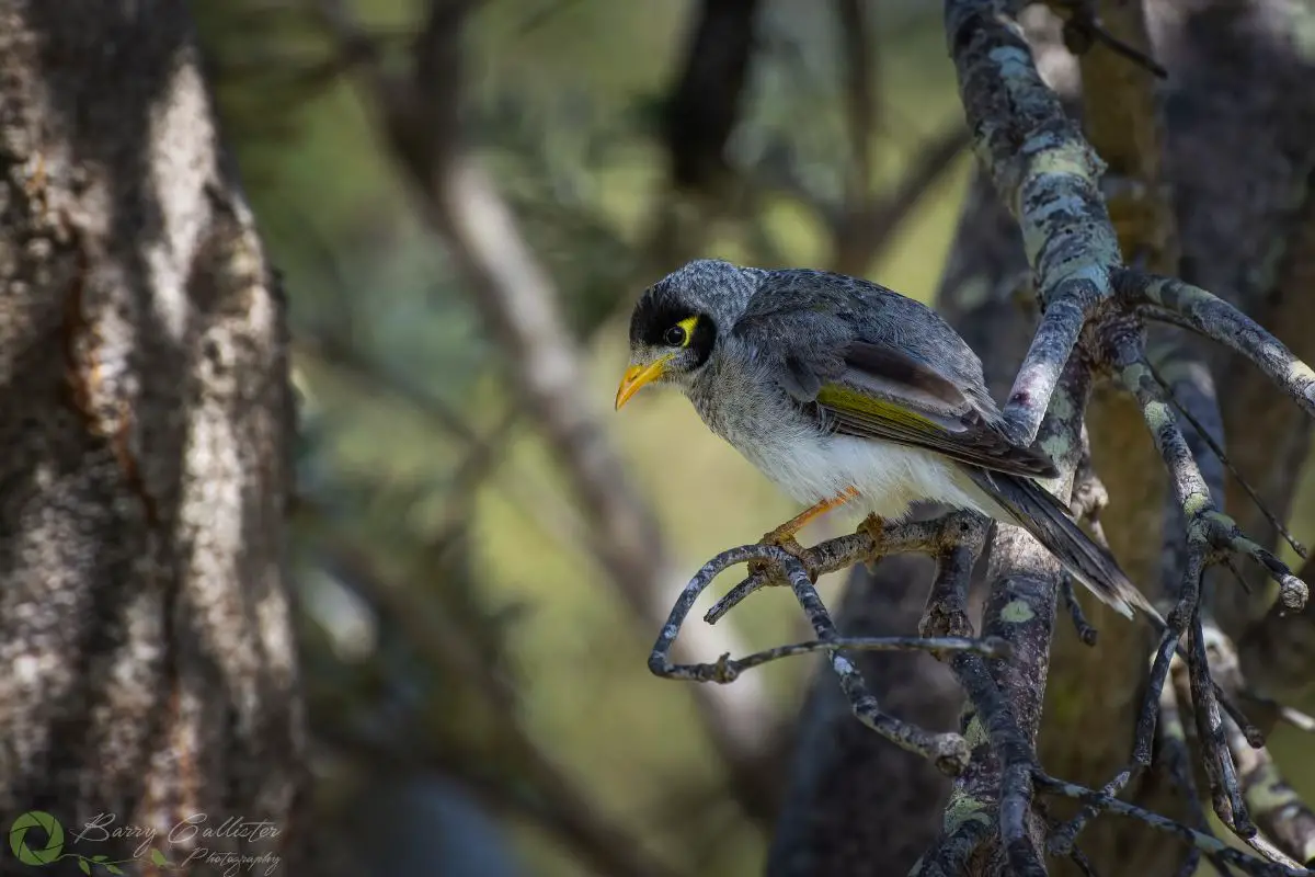 a Noisy Miner bird perched in a tree
