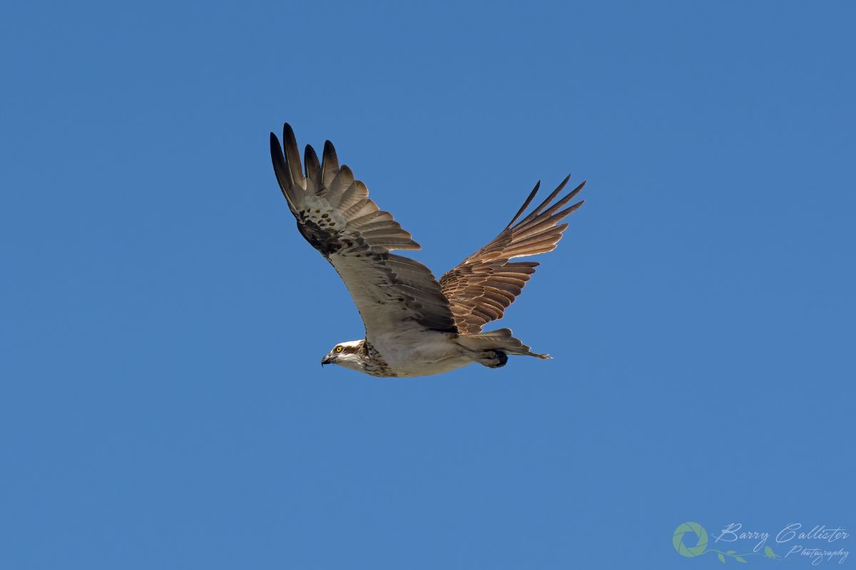 an Osprey flying in clear blue sky
