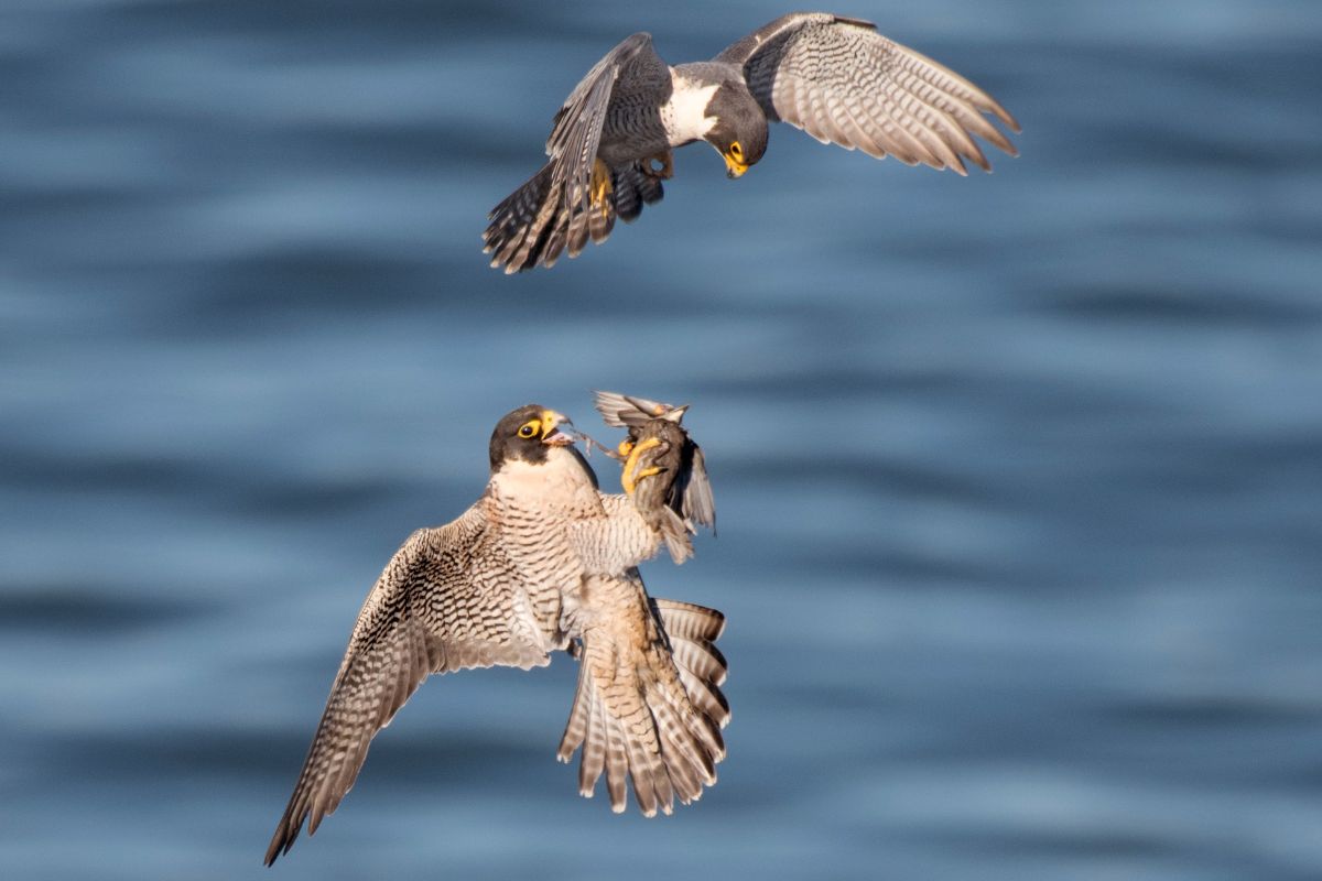 two Peregrine Falcons catching another bird in mid-air
