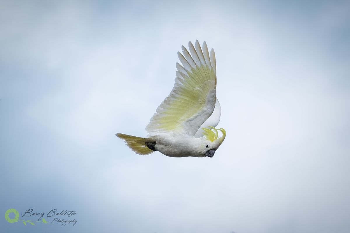 a Sulphur-crested Cockatoo flying 