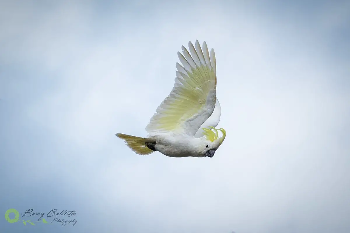 a Sulphur-crested Cockatoo flying 