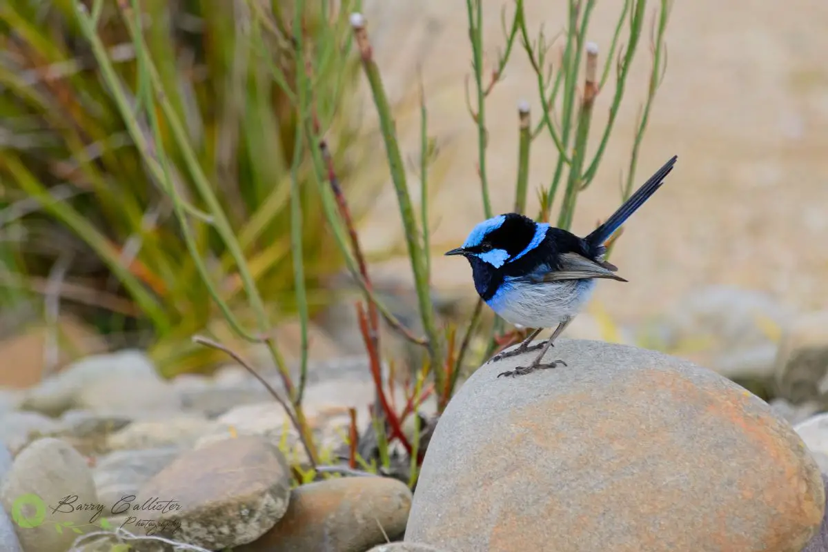 a male Superb Fairywren standing on a rock
