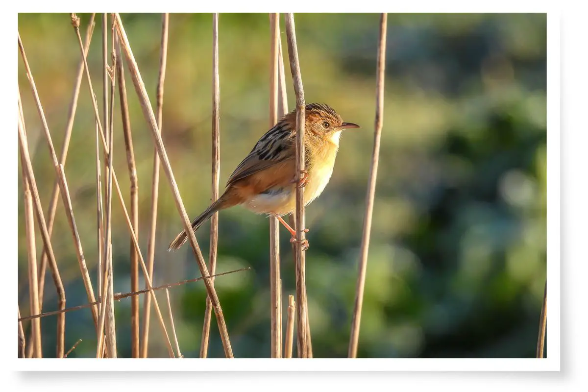 a Golden-headed Cisticola clinging to a reed