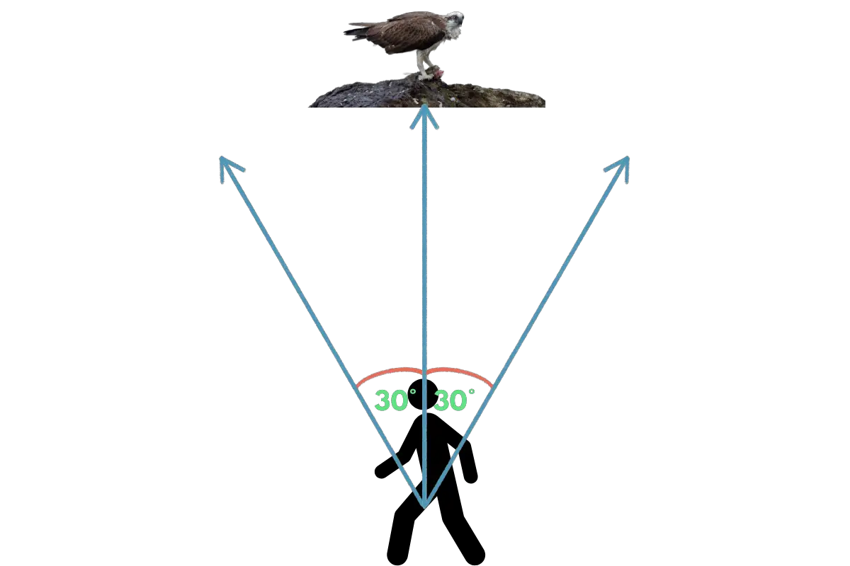 an osprey eating a fish on a rock. below are two 30 degree angles going off to the left and right and a black graphic of a person walking