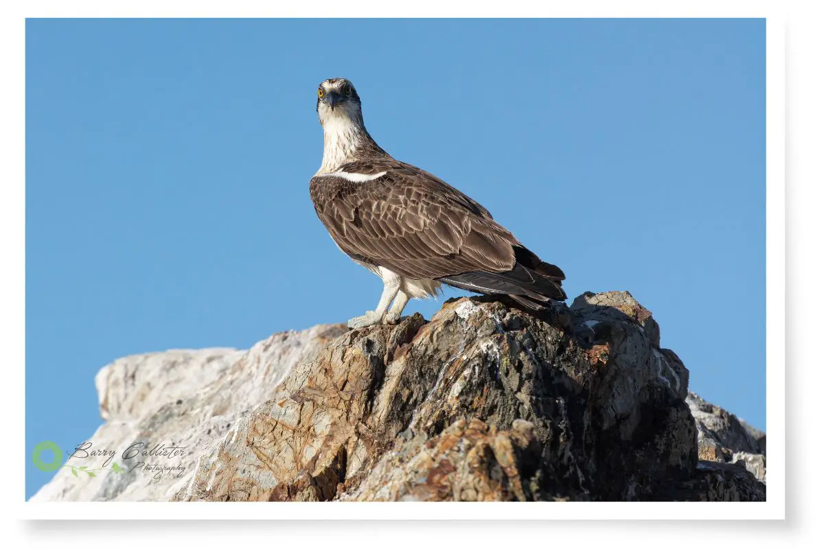 an Osprey perched on a rock against blue sky