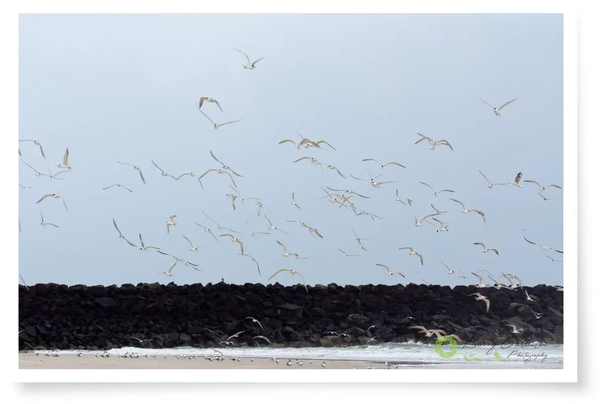 a flock of crested terns flying with a break wall in the background