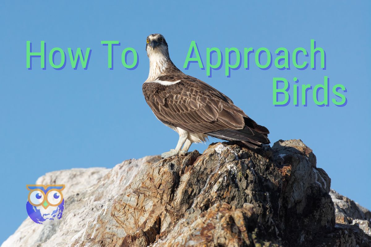 11 Tips On How To Approach Birds For Bird Photography