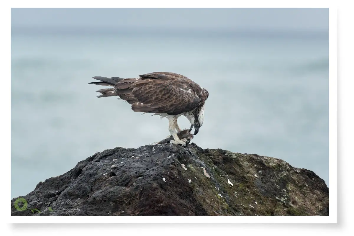 an Osprey standing on a rock eating a fish