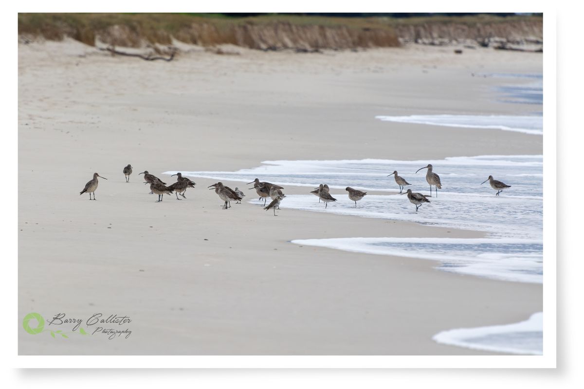 a group of shorebirds on the sand at Ballina Beach in NSW, Australia