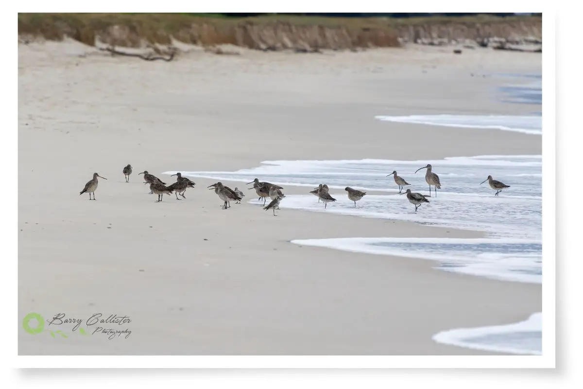 a group of shorebirds on the sand at Ballina Beach in NSW, Australia