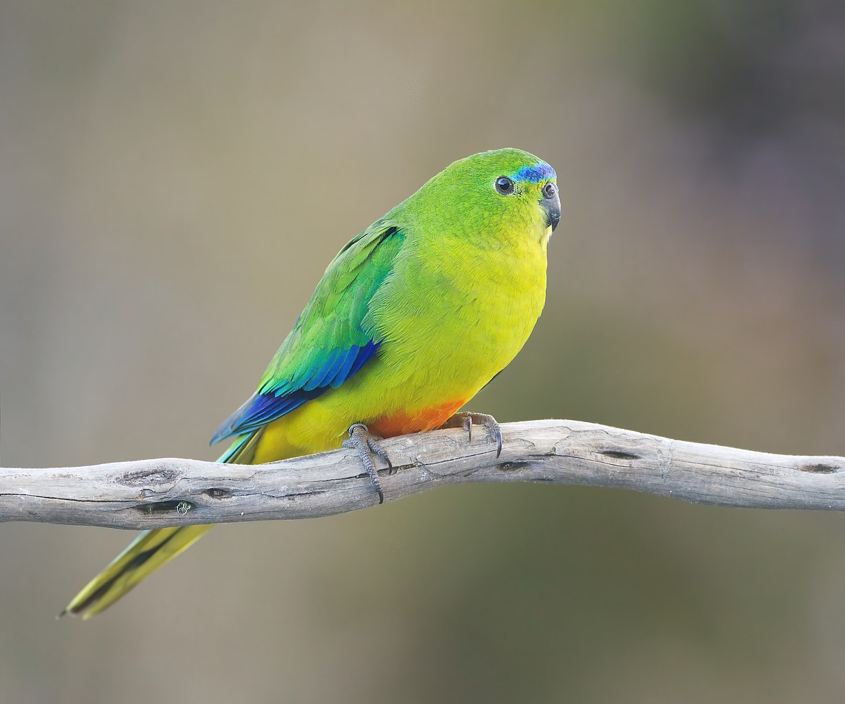 an Orange-bellied Parrot perched on a branch