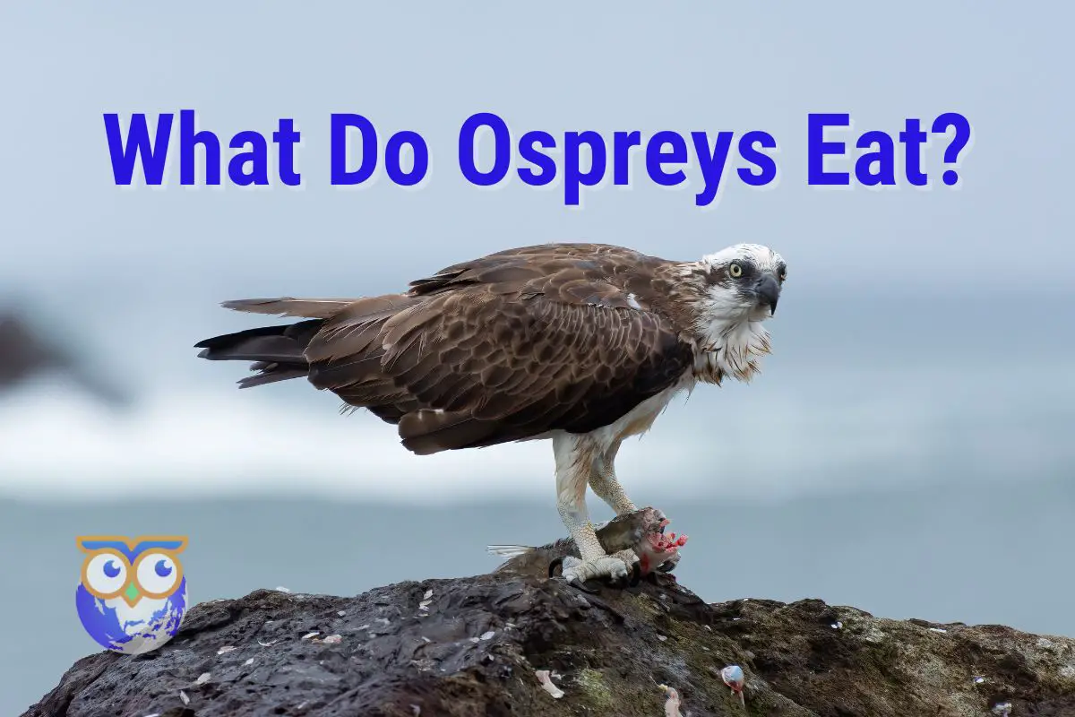 Discover The Facts About What Ospreys Eat