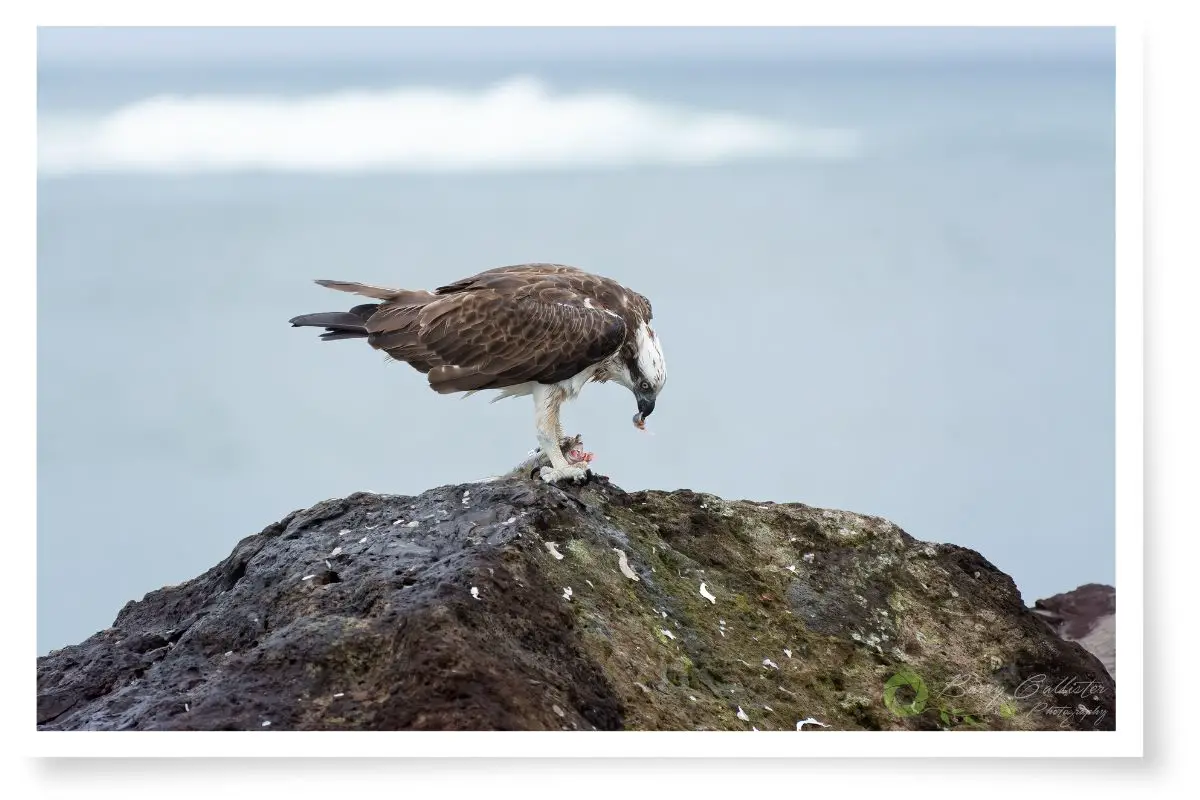 an osprey eating the eye of a fish