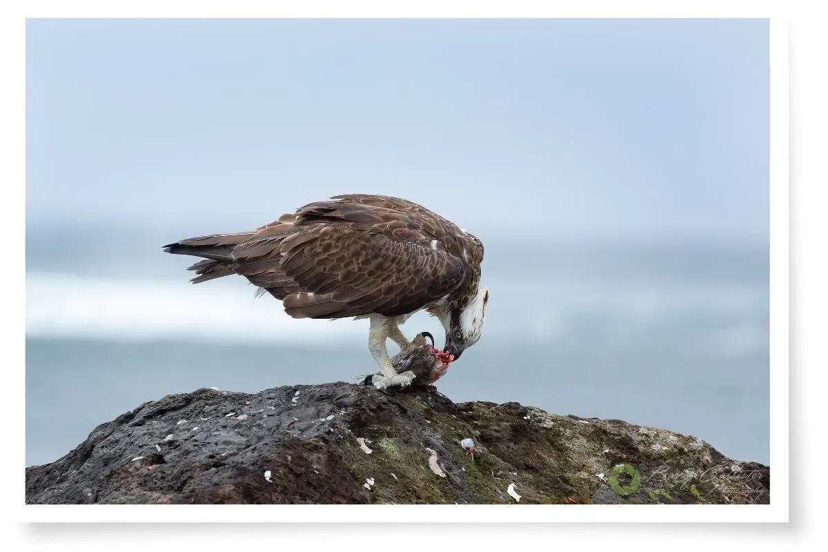 an Osprey eating a fish on a rock