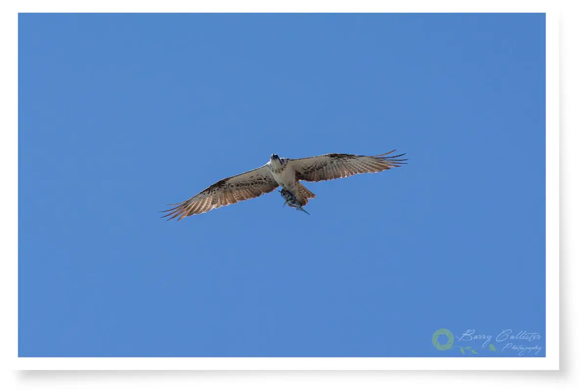 an Osprey with a Rock Cod flying in blue sky