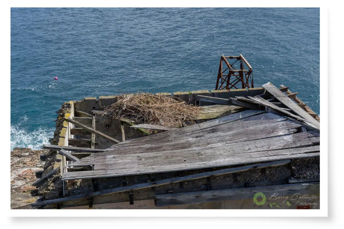 an osprey nest atop an old building on south solitary island in new south wales australia