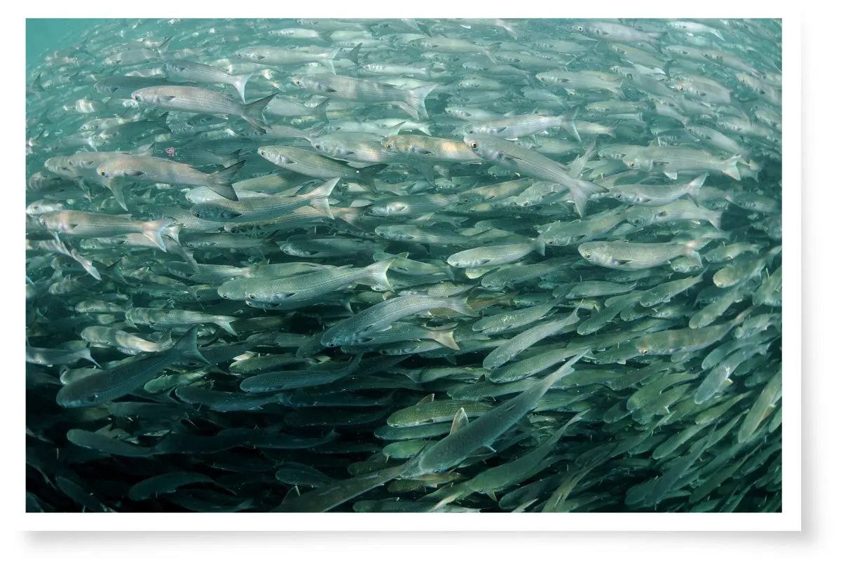 a school of Mullet fish swimming