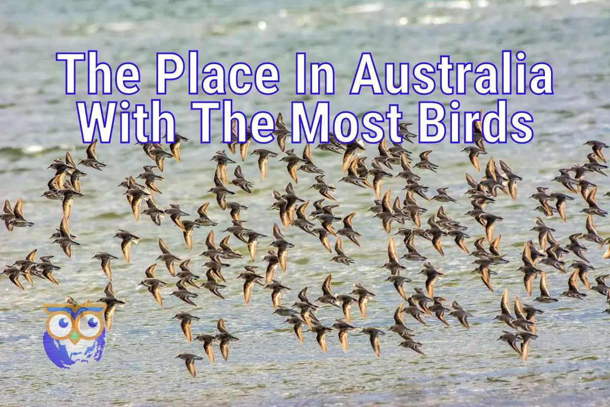 where in Australia has the most birds featured image - a flock of birds flying with test reading 'the place in Australia with the most birds' over it