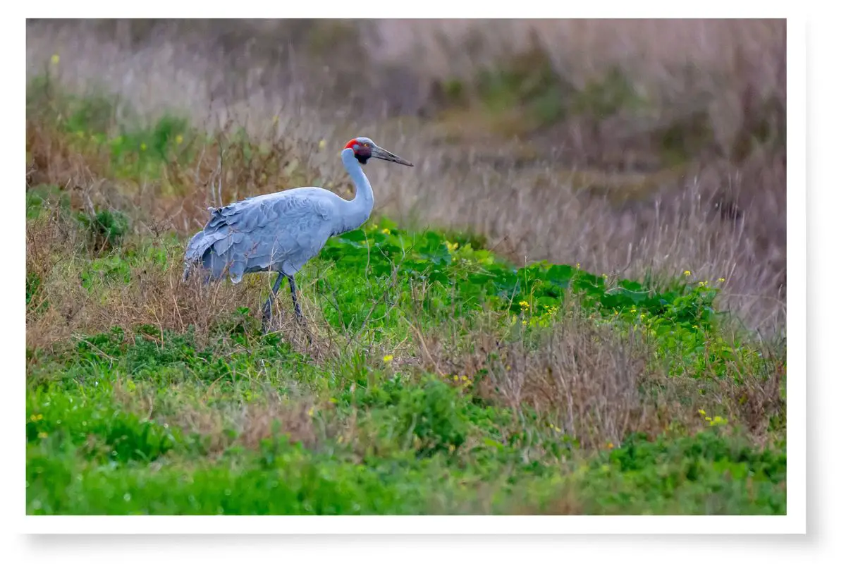 a brolga standing in grass at the western treatment plant