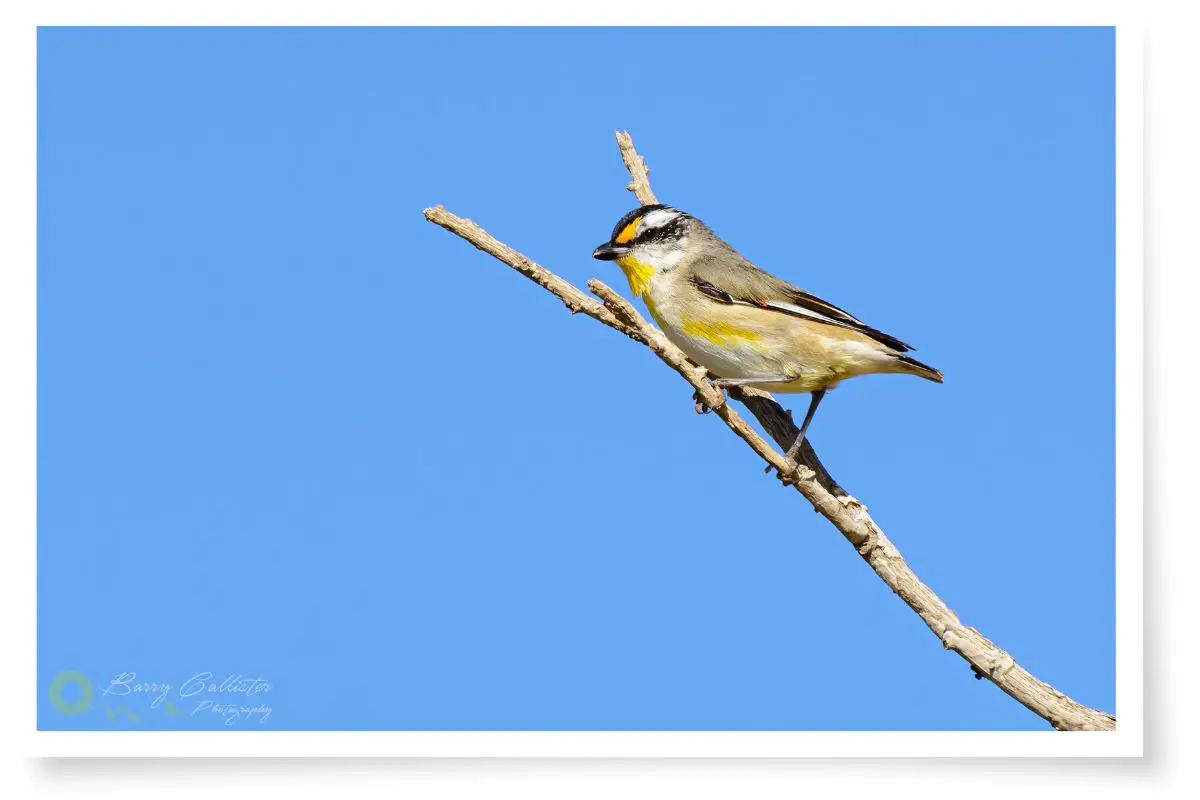 a striated pardalote perched on a branch against blue sky