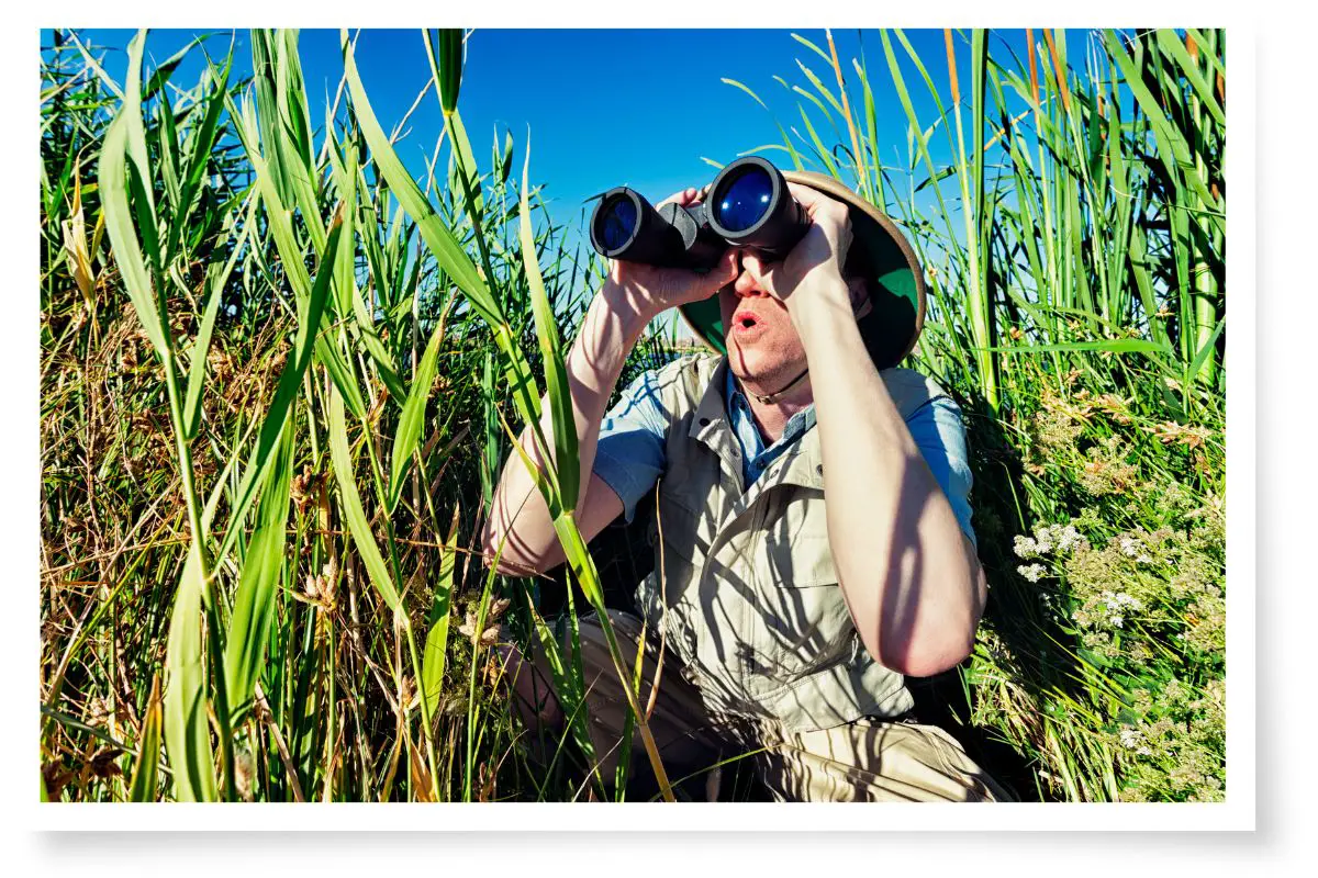 a male bird watcher in reeds with binoculars wearing a vest