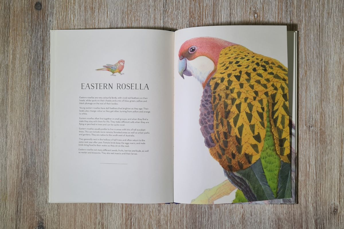 the Eastern Rosella pages of the Australian Birds book by Matt Chun
