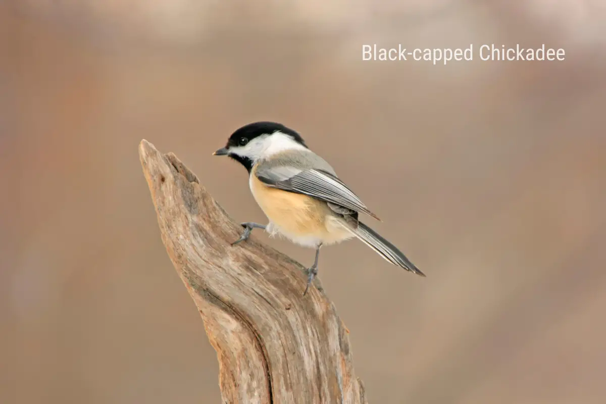 the fourth most common small bird in the United States, a Black-capped Chickadee perched on a branch