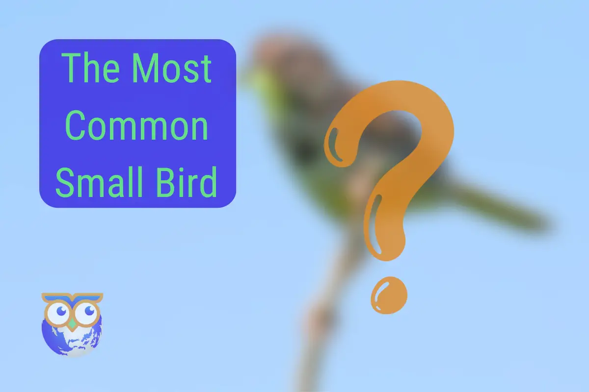 the-most-common-small-bird-in-the-united-states