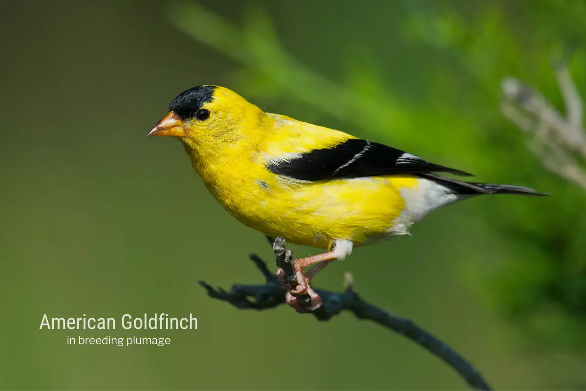 an American Goldfinch perched on a small branch