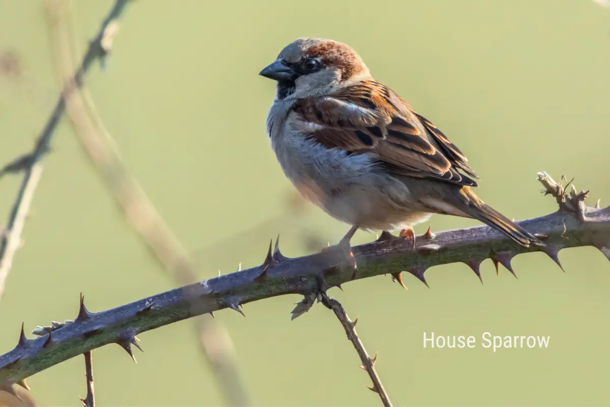 the third most common small bird in the United States, a House Sparrow, perched on a thorny branch