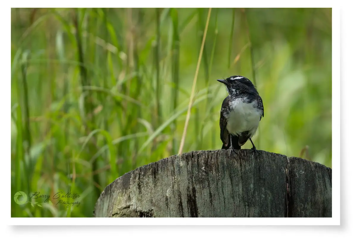 a Willie Wagtail bird perched on a log with green grass in the background