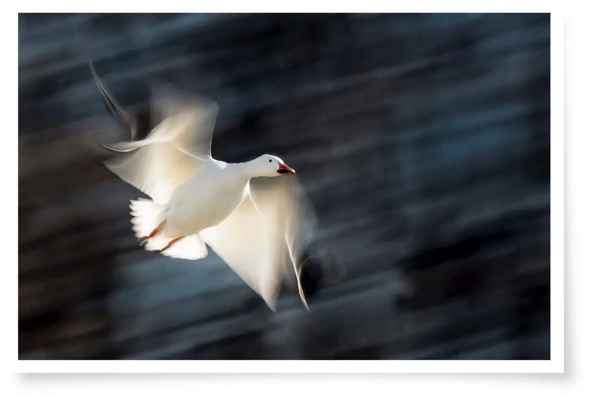 a Snow Goose flying with motion blur created by a slower shutter speed
