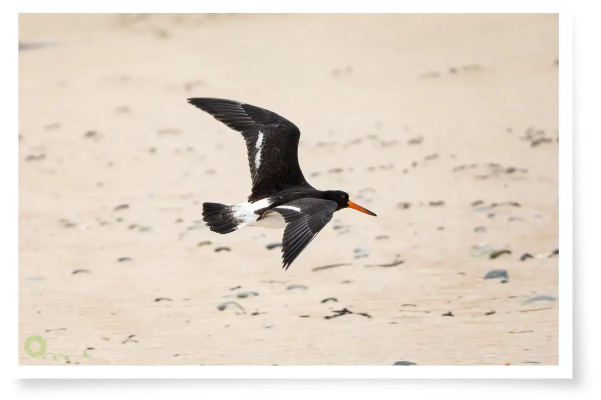 a Pied Oystercatcher bird flying over sand